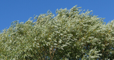 Pollard Willow, salix alba, Wind in the Leaves, Normandy in France