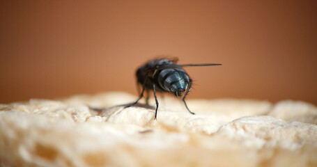 Fly standing on a Piece of Cheese, Normandy in France