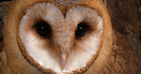 Barn Owl, tyto alba, Portrait of Adult looking around, Normandy in France
