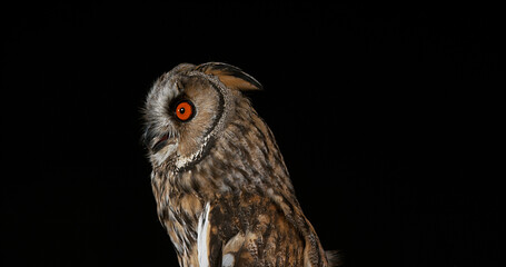 Long Eared Owl, asio otus, Portrait of Adult, Normandy in France