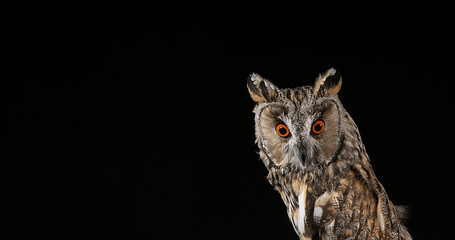 Long Eared Owl, asio otus, Portrait of Adult, Normandy in France