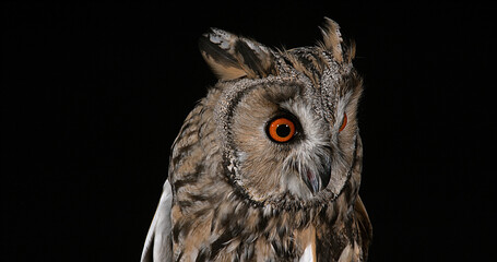 Long Eared Owl, asio otus, Portrait of Adult, Normandy in France