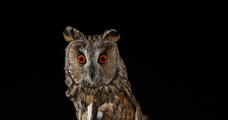 Long Eared Owl, asio otus, Portrait of Adult, Normandy in France