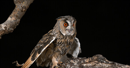 Long Eared Owl, asio otus, Adult, Normandy in France