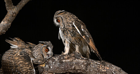 Long Eared Owl, asio otus, Adults, Pair, Normandy in France