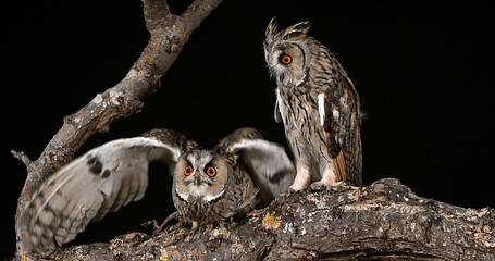 Long Eared Owl, asio otus, Adults, Pair, Normandy in France