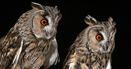 Long Eared Owl, asio otus, Portrait of Adults, Normandy in France
