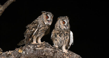 Long Eared Owl, asio otus, Adults, Pair, Normandy in France