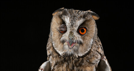 Long Eared Owl, asio otus, Portrait of Adult, Normandy in France