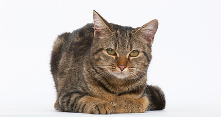 Brown Tabby Domestic Cat on White Background