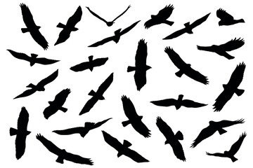 Birds of prey silhouette, flying and hunting. Eagle, falcon and hawk black silhouettes