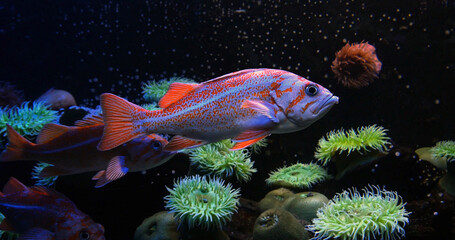 Canary Rockfish, sebastes pinniger, Sea water Aquarium