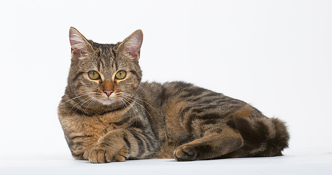 Brown Tabby Domestic Cat on White Background