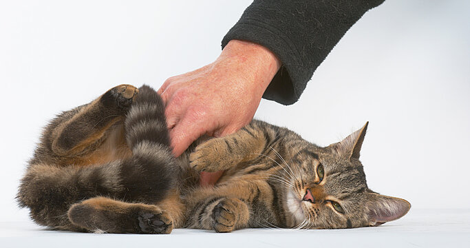 Woman Caressing a Brown Tabby Domestic Cat on White Background