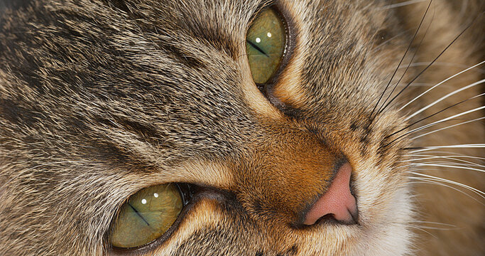 Brown Tabby Domestic Cat on White Background, Close-up of Eyes