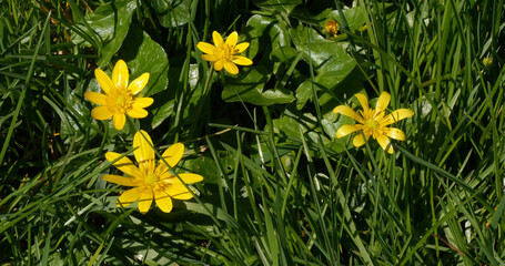 Yellow Flowers in the Wind, Normandy in France