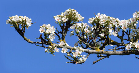 Branch of Apple Tree in Flowers, against blue sky, Normandy