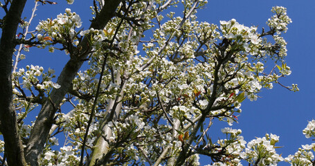 Fototapeta premium Branch of Apple Tree in Flowers, against blue sky, Normandy