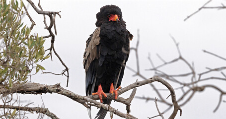 Bateleur Eagle, terathopius ecaudatus, Adult perched on the top of Tree, Masai Mara Park in Kenya