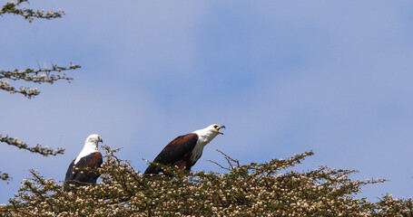 African Fish-Eagle, haliaeetus vocifer, Pair singing at the top of the Tree, Naivasha Lake in Kenya