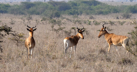 Hartebeest, alcelaphus buselaphus, Herd standing in Savanna, Masai Mara Park, Kenya