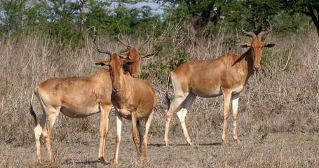 Naklejka na ściany i meble Hartebeest, alcelaphus buselaphus, Herd standing in Savanna, Masai Mara Park, Kenya