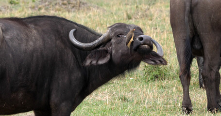 Obraz premium African Buffalo, syncerus caffer, Adult with Yellow Billed Oxpecker, buphagus africanus, Masai Mara Park in Kenya