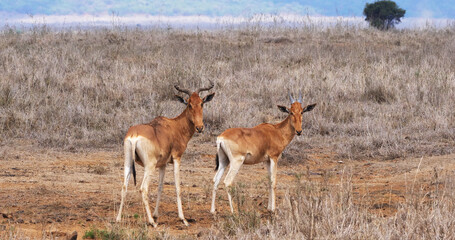 Obraz na płótnie Canvas Hartebeest, alcelaphus buselaphus, Herd standing in Savanna, Masai Mara Park, Kenya