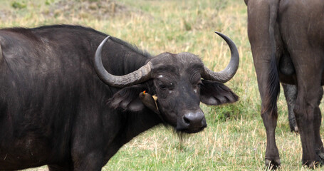 African Buffalo, syncerus caffer, Adult with Yellow Billed Oxpecker, buphagus africanus, Masai Mara Park in Kenya