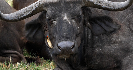 African Buffalo, syncerus caffer, Adult with Yellow Billed Oxpecker, buphagus africanus, Masai Mara...