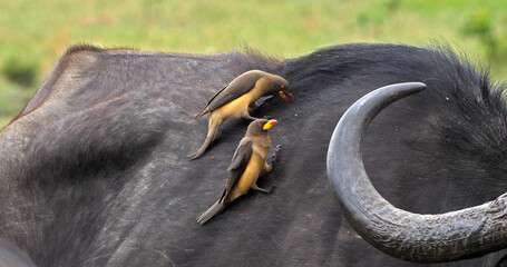 African Buffalo, syncerus caffer, Adult with Yellow Billed Oxpecker, buphagus africanus, Masai Mara...