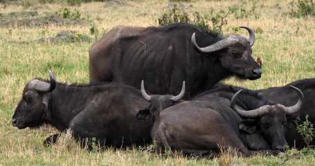 African Buffalo, syncerus caffer, Group resting, Masai Mara Park in Kenya