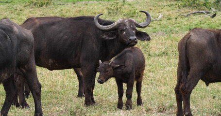 Naklejka na ściany i meble African Buffalo, syncerus caffer, Mother and Calf, Masai Mara Park in Kenya