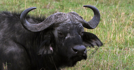 African Buffalo, syncerus caffer, Adult who ruminates, Masai Mara Park in Kenya