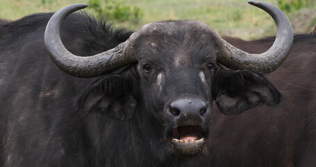 African Buffalo, syncerus caffer, Adult who ruminates, Masai Mara Park in Kenya