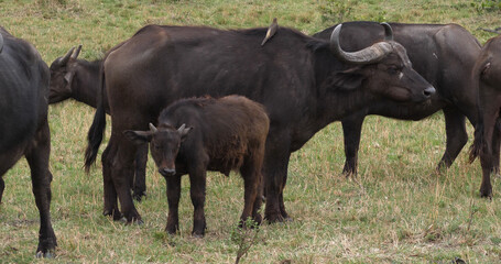 Obraz premium African Buffalo, syncerus caffer, Mother and Calf, Masai Mara Park in Kenya