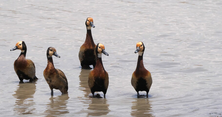 Fototapeta premium White Faced Whistling Duck, endrocygna viduata, Group standing in Water, Masai Mara Park in Kenya