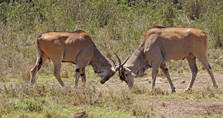 Naklejka na ściany i meble Cape Eland, taurotragus oryx, Males Fighting, Nairobi Park in Kenya, Masai Mara Park in Kenya