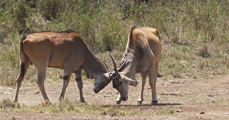 Cape Eland, taurotragus oryx, Males Fighting, Nairobi Park in Kenya, Masai Mara Park in Kenya