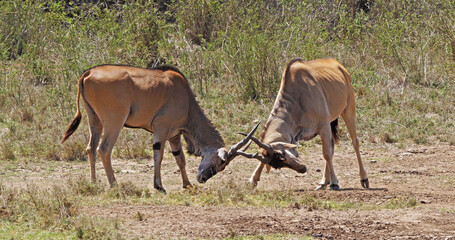 Cape Eland, taurotragus oryx, Males Fighting, Nairobi Park in Kenya, Masai Mara Park in Kenya