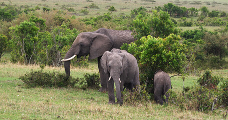 Naklejka na ściany i meble African Elephant, loxodonta africana, Group in the Bush, Masai Mara Park in Kenya