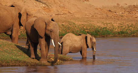 African Elephant, loxodonta africana, Group crossing River, Samburu Park in Kenya
