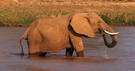 African Elephant, loxodonta africana, Adult drinking Water at River, Samburu Park in Kenya
