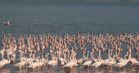 Naklejka premium Lesser Flamingo, phoenicopterus minor, Colony at Bogoria Lake in Kenya