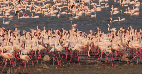 Obraz premium Lesser Flamingo, phoenicopterus minor, Colony at Bogoria Lake in Kenya