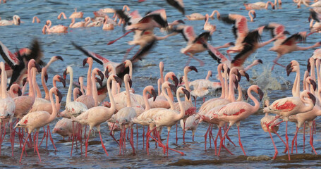 Lesser Flamingo, phoenicopterus minor, Group in Flight, Colony at Bogoria Lake in Kenya