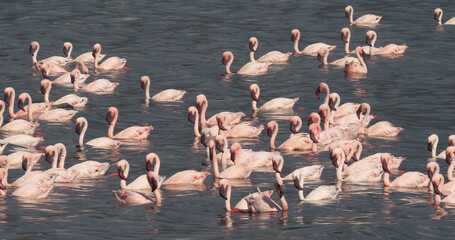 Lesser Flamingo, phoenicopterus minor, Colony at Bogoria Lake in Kenya