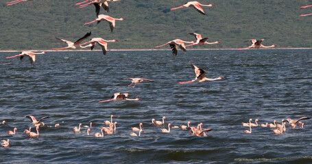 Lesser Flamingo, phoenicopterus minor, Group in Flight, Colony at Bogoria Lake in Kenya