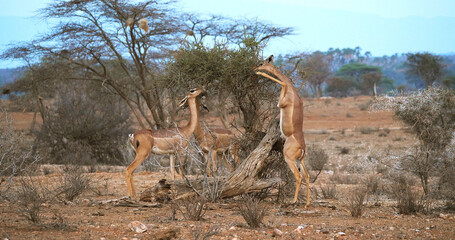 Gerenuk or Waller's Gazelle, litocranius walleri, Female standing on Hind Legs, Eating Acacias's...