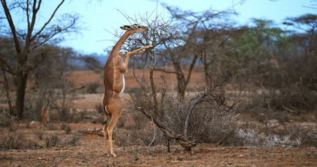 Gerenuk or Waller's Gazelle, litocranius walleri, Female standing on Hind Legs, Eating Acacias's Leaves, Samburu Park in Kenya